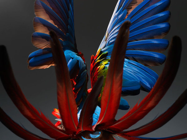 Perroquet 03.jpg, oct 2008 #photography #parrot #bird