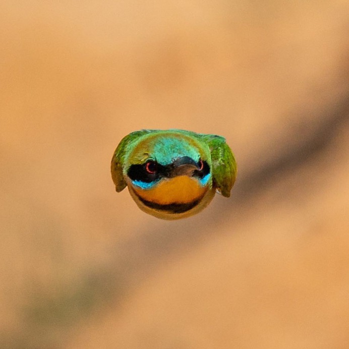 #birdstagram: Striking Bird Photography by Michael Jury
