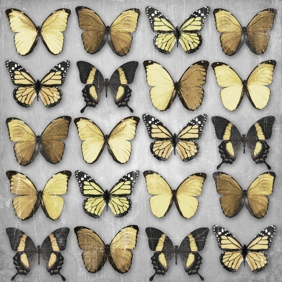 Butterflies #butterfly #nature #golden #gold