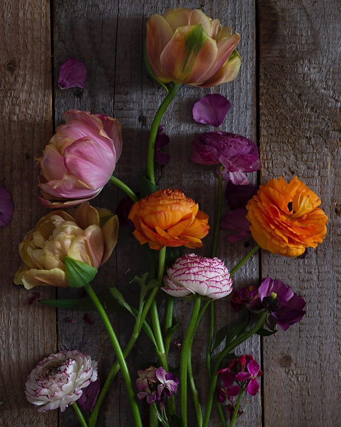 Absolutely Delightful Flowers Photography by Dianna Jazwinski