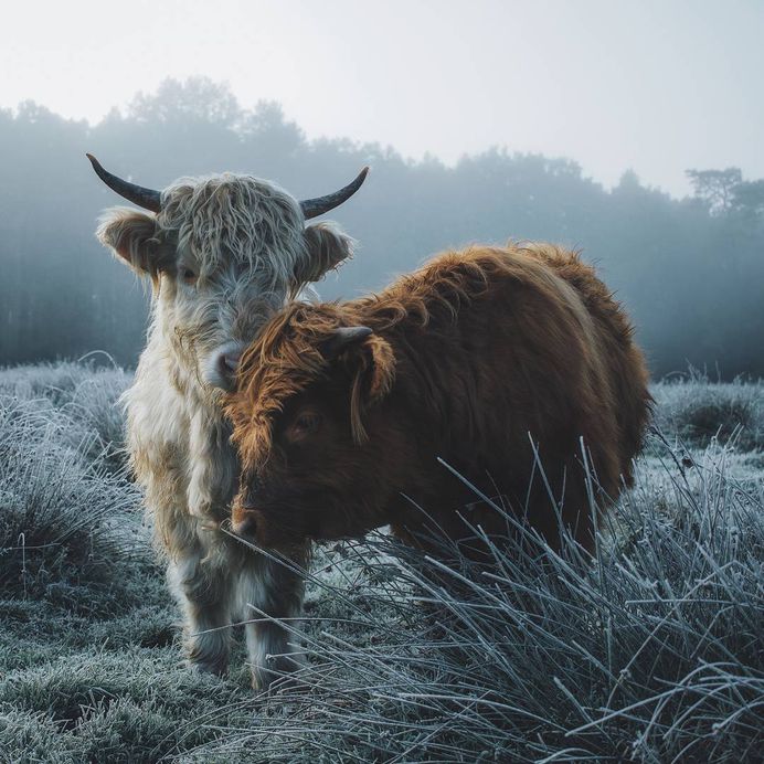 Dreamlike Animals Portrait Photography by Remo Jacobs