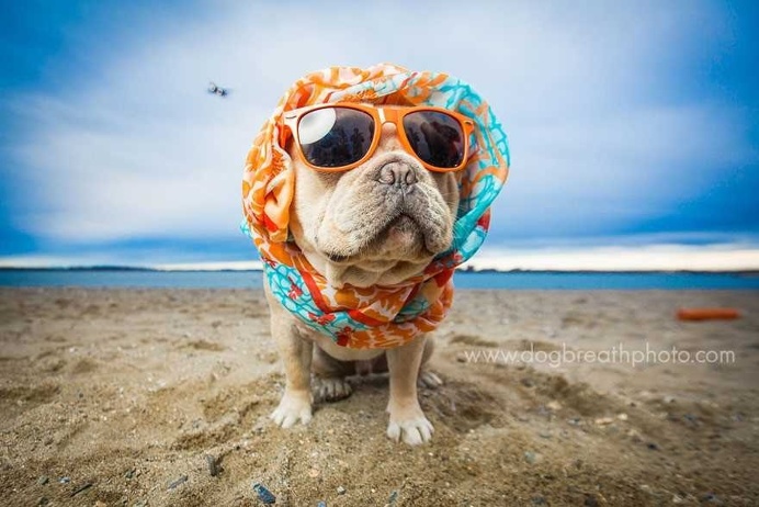 Expressive And Whimsical Portraits of Dogs by Kaylee Greer