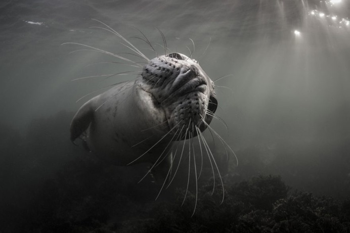 The Stunning Winners Of The 2017 Underwater Photographer Of The Year
