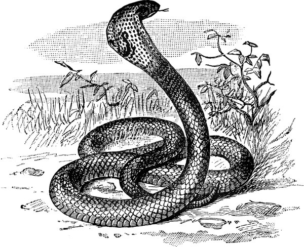 Cobra #cobra #snake