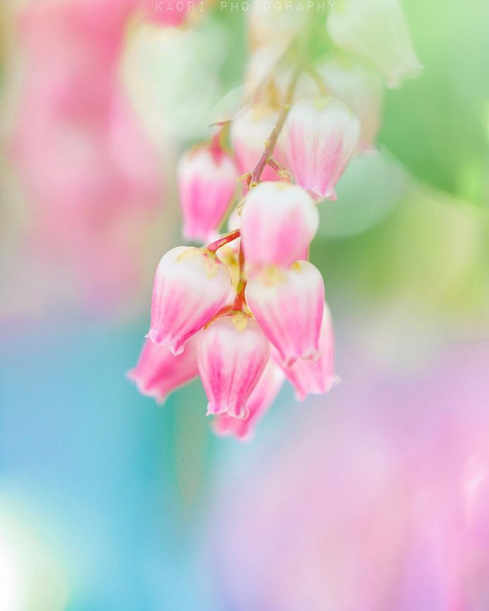 #flora_addict: Adorable Flower and Plant Photography by Kaori Hoshimoto