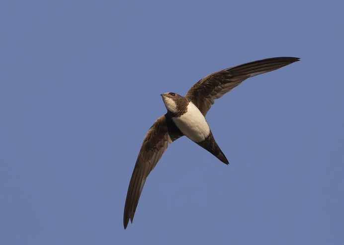 Alpine Swift (apus melba)