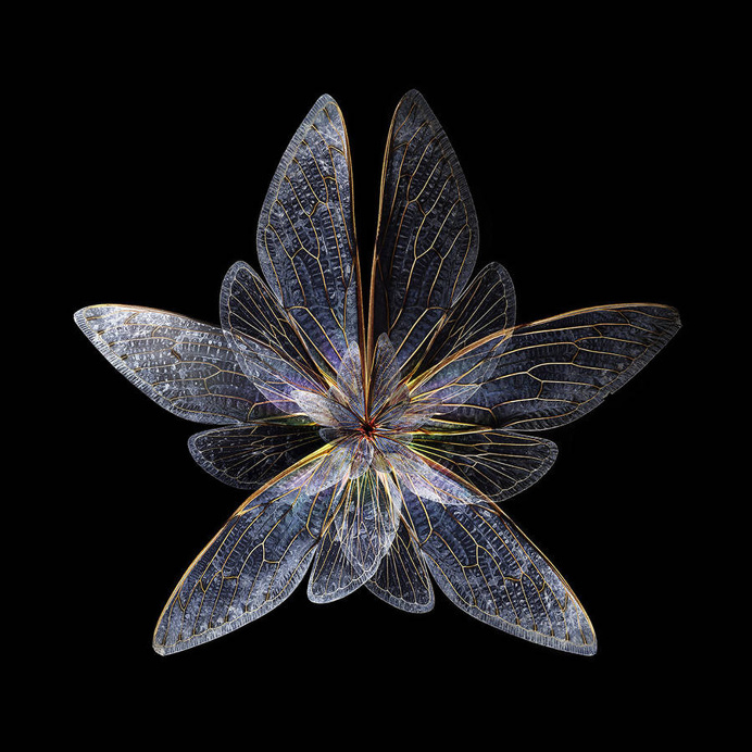 blooms of butterflies wings