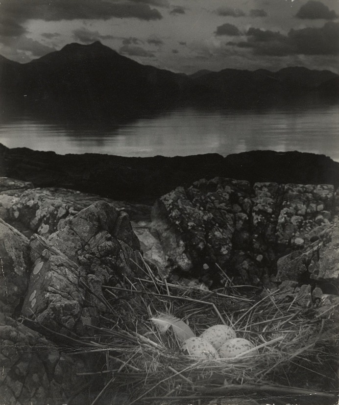 Bill Brandt Gull's Nest, Late on Midsummer Night, Isle of Skye. 1947.