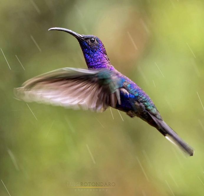 #bestbirdshots: Magnificent Bird Photography by Luigi Rotondaro