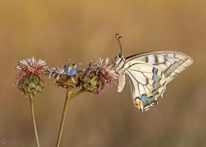 Beautiful Butterfly Pictures by Sandra Graf