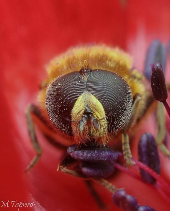 Insanely Detailed Macro Images of Insects by Mev Tapiero