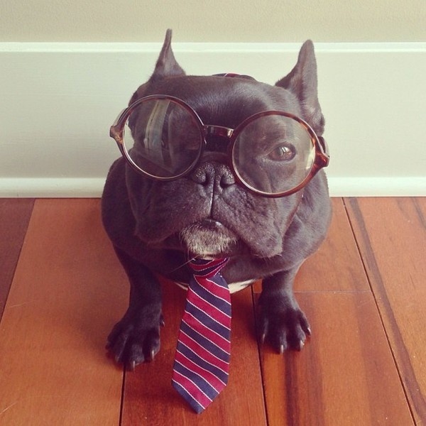 CJWHO ™ (Meet Trotter: The French Bulldog That's a Master...) #disguise #instagram #trotter #design #cute #master #puppy #french #animals #fashion #bulldog #dog