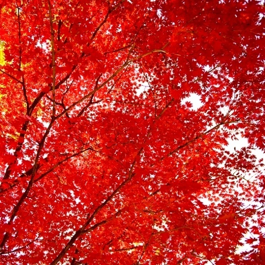 Juliane Eirich : Korea Diary #red