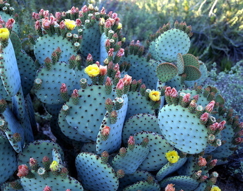 BUFF DISS BLOG #photography #colour #flowers #cacti