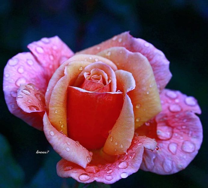 #total_roses: Beautiful Pictures of Roses by Kimi Sasa