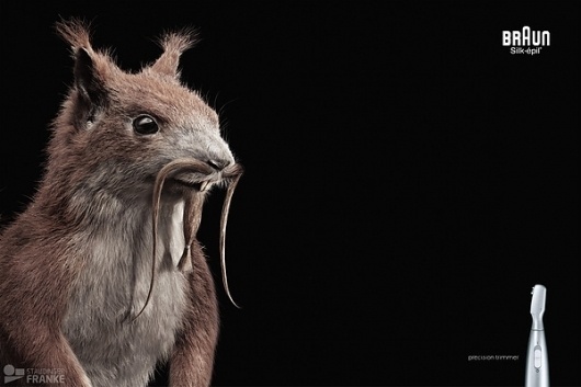 Precision Trimming on the Behance Network #retouch #photography #animal #squirrel