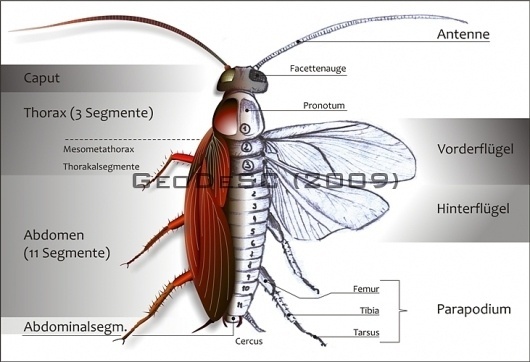 GeoDeSC » Portfolio #americana #biology #draw #design #graphic #insect #cockroach #periplaneta