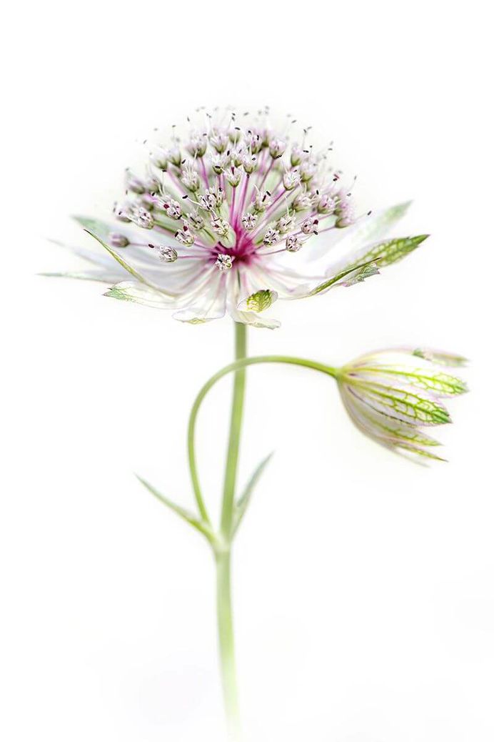 Astrantia Major by Jacky Parker