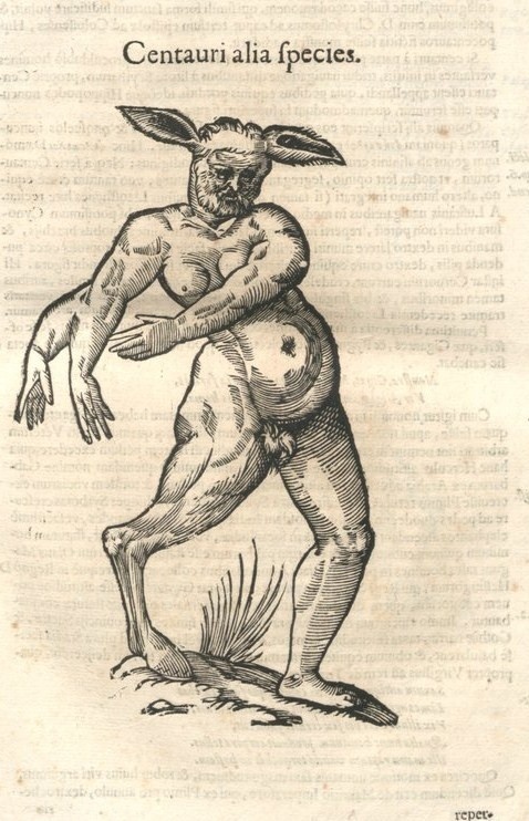 000043 #naturalism #aldrovandi #illustration #latin #ulisse #monster #drawing