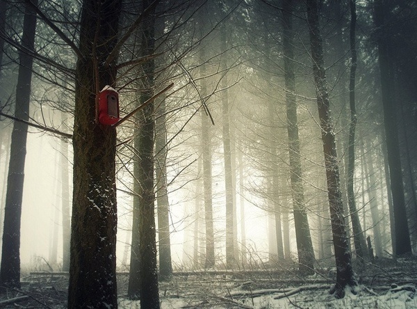 Forest Photography by Bernd Rettig #inspiration #photography #nature