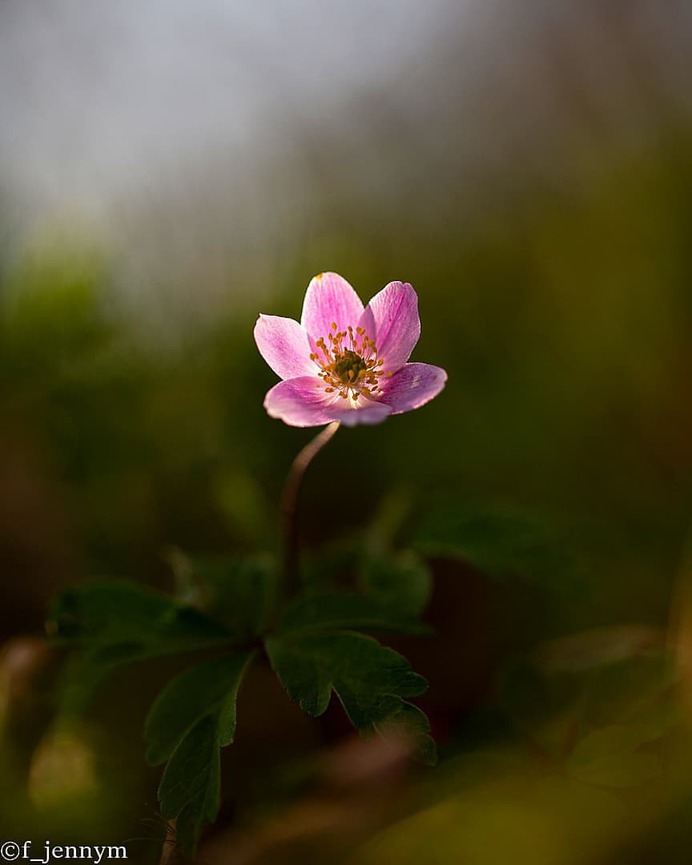 Flowers of Sweden: Beautiful Flowers Pictures by Jenny Mårtensson