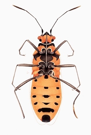 Cornelia Hesse-Honegger #cornelia #bug #insect #nuclear #honegger #hesse