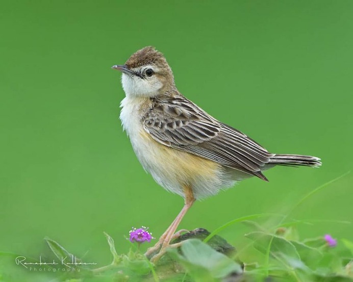 Birds of India: Fantastic Bird Photography by Ramakant Kulkarni