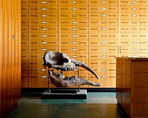 Skeletons in the Closet #skull