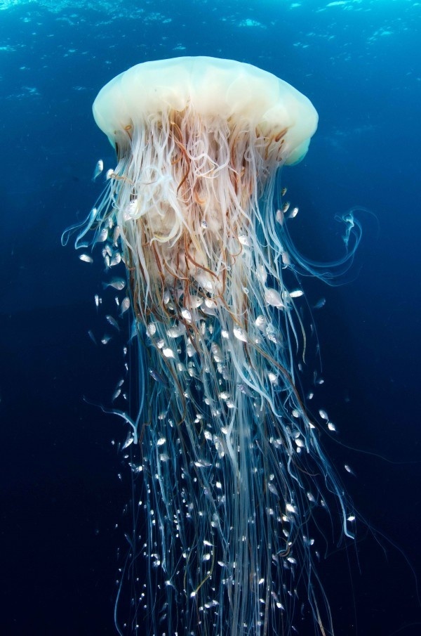 Gabon Expedition: Oil Rigs Are a Haven for Marine Life #photography #gabon #underwater