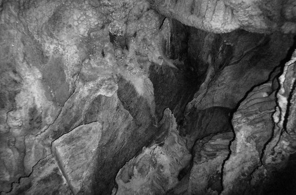 Forage Press | Kim Winderman #photography #black #nature