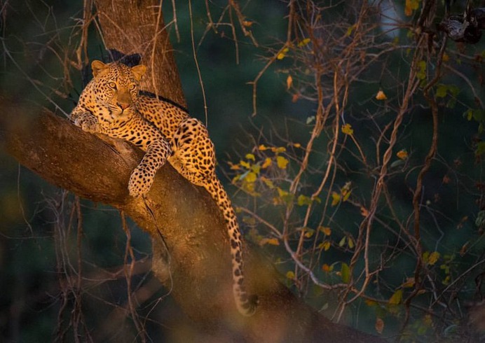 Stunning Photographs of Wild Animals by Andy Parkinson