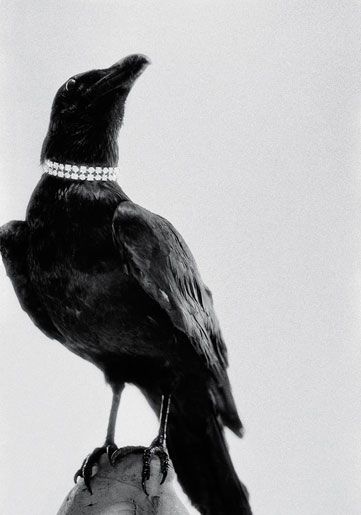 Sara Lindholm #crow