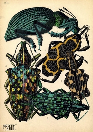 Baubauhaus. #insects #color #bugs #poster #art #animal