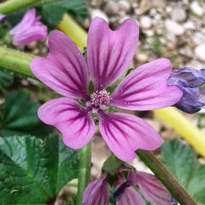 Malva Silvestris Flower Picture