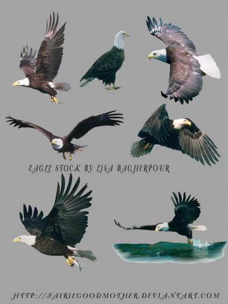 Flying eagles psd Free Psd. See more inspiration related to Psd, Flying, Vertical and Eagles on Freepik.