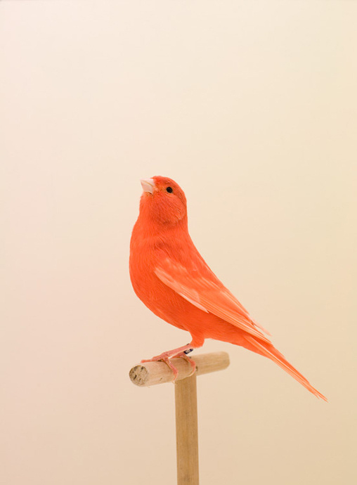luke stephenson : red canary #1