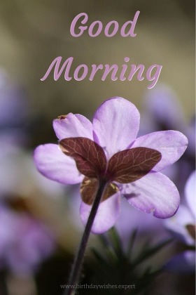 60 Good Morning Images with Beautiful Flowers [Updated 2019] - Good Morning