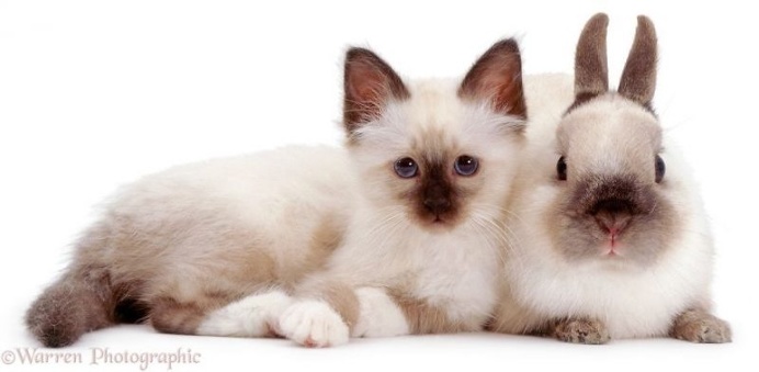 Mark Taylor Captures Hilarious Photos Of Pets Sharing The Same Colors