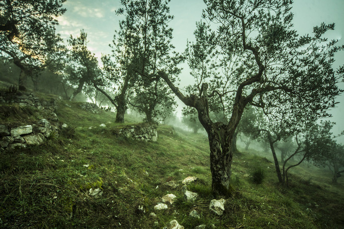 W Å›lad za oliwÄ… #photo #nature #trees #olive