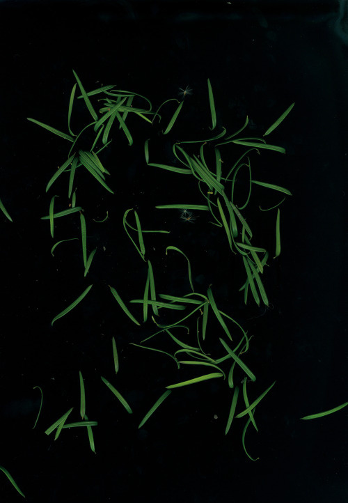 #scan #scanner #sit-scan #sitscan #sit scan #nature #leafs