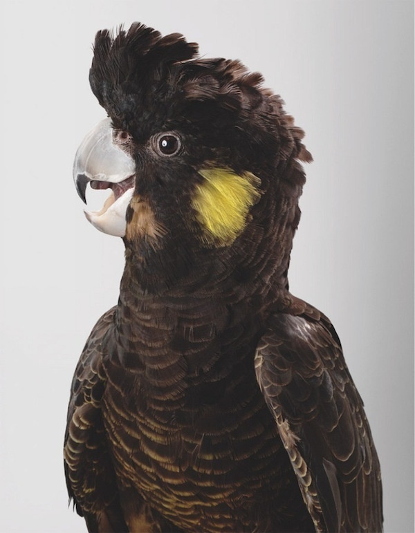Melba Yellow Tailed Black Cockatoo thisispaper #photography #cockatoo #bird #portrait