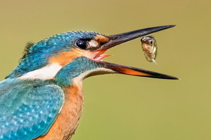 Brilliant Birds Photography by Jonas Classon