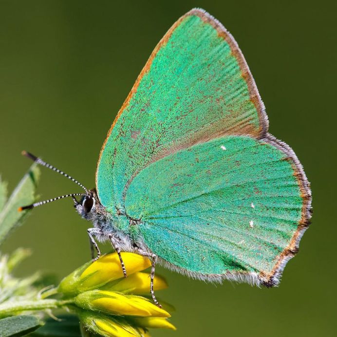 Callophrys rubi