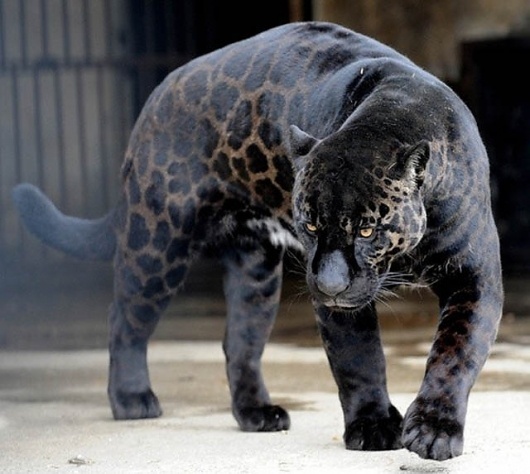10 Incredible Melanistic (All Black) Animals #black #jaguar