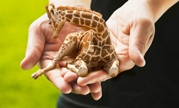 About : Sokoblovsky Farms - Russia's Finest Purveyors of Miniature Lap Giraffes #photography #photoshop #baby #giraffe