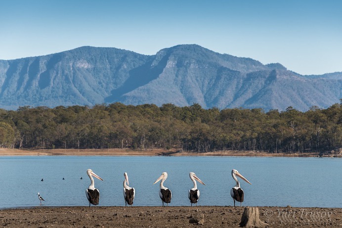 Morning on Lake Moogerah