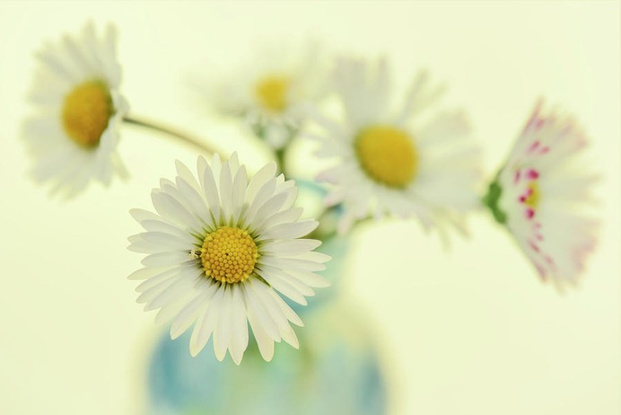 daisy painting & daisy paint by number #painting