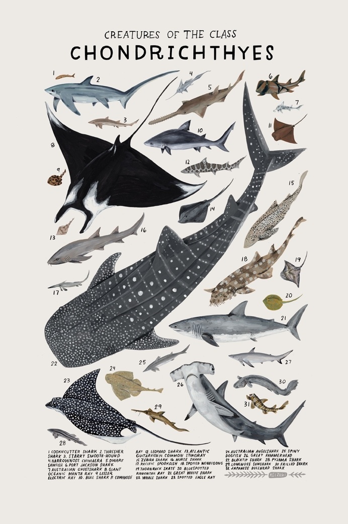 Playful Watercolors Illustrate the Many Classifications of the Animal Kingdom | Colossal