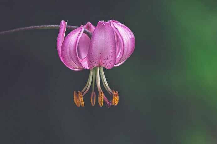 Beautiful Close-Up Flowers Pictures by Lisa Briand