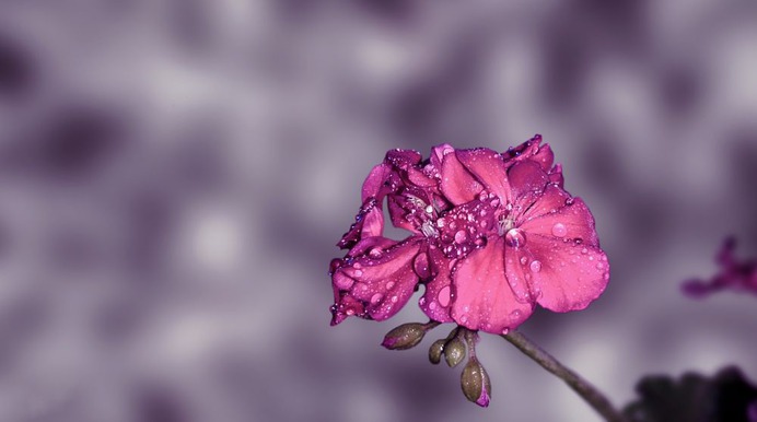 Flower #rose #dew #flower #water #red #blooming #bloom #blossom #nature #floral #flora #colors #pink #green #shot #beautiful #macro #details #detail #closeup #close up
